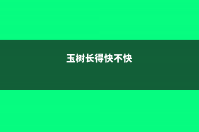 想要“玉树”长得快，学会这2招，玉树蹭蹭长成“老桩” (玉树长得快不快)