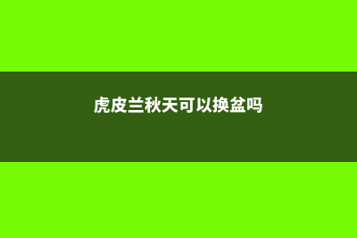 秋天养虎皮兰，浇水时候兑上点“它”，侧芽长不停！ (虎皮兰秋天可以换盆吗)