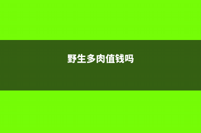 野生多肉遍地是，个个胖成肉包子，我到底挖不挖？ (野生多肉值钱吗)