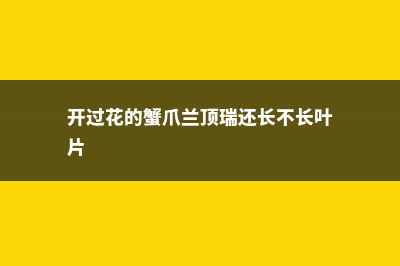 蟹爪兰朱顶红……一年开花3、4次，咋做到的？ (开过花的蟹爪兰顶瑞还长不长叶片)