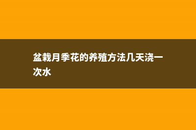 盆栽月季花的养殖方法 (盆栽月季花的养殖方法几天浇一次水)