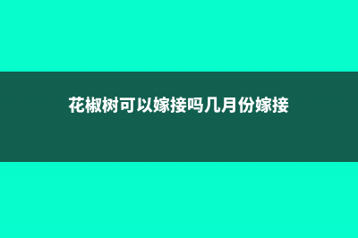 花椒树可以嫁接月季吗 (花椒树可以嫁接吗几月份嫁接)