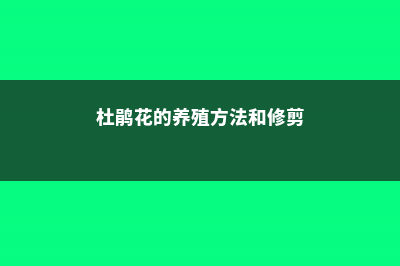 杜鹃花的养殖方法和注意事项 (杜鹃花的养殖方法和修剪)