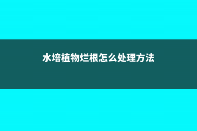 水培烂根一招全消灭，叶子绿得能滴油！ (水培植物烂根怎么处理方法)