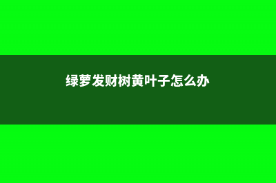 绿萝发财树…现在是最佳换盆期，再晚秋天都熬不过！ (绿萝发财树黄叶子怎么办)