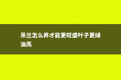 吊兰怎么养才能更旺盛 (吊兰怎么养才能更旺盛叶子更绿油亮)