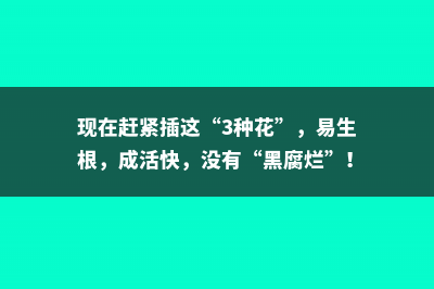 现在赶紧插这“3种花”，易生根，成活快，没有“黑腐烂”！ 