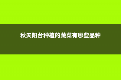 秋天窗台种盆它，一开100天，爆起来拦不住！ (秋天阳台种植的蔬菜有哪些品种)