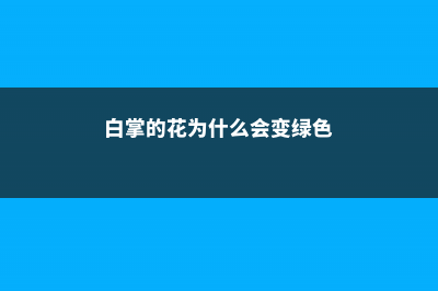 白掌的花为什么会变绿 (白掌的花为什么会变绿色)