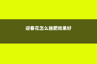 迎春花怎么施肥 (迎春花怎么施肥效果好)