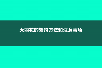 大丽花怎么繁殖 (大丽花的繁殖方法和注意事项)