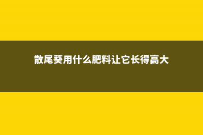 散尾葵用什么肥料 (散尾葵用什么肥料让它长得高大)