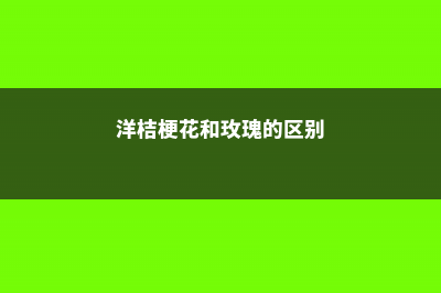 玫瑰洋桔梗···鲜花也能扦插，7天生根1个月开花，赚大发了！ (洋桔梗花和玫瑰的区别)