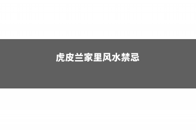 他家的虎皮兰文竹…一次结果100个，枝条都压弯，邻居羡慕死了！ (虎皮兰家里风水禁忌)