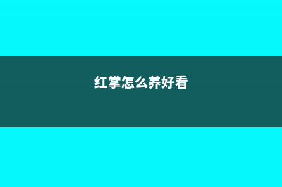 红掌怎么养高 (红掌怎么养好看)