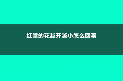 红掌开花小是什么原因 (红掌的花越开越小怎么回事)