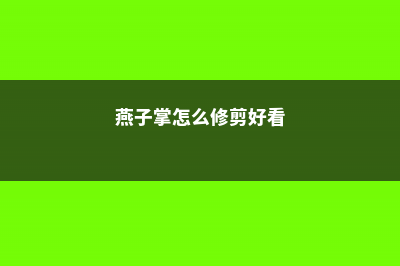 燕子掌怎么修剪成伞形 (燕子掌怎么修剪好看)