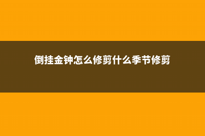 倒挂金钟怎么修剪 (倒挂金钟怎么修剪什么季节修剪)