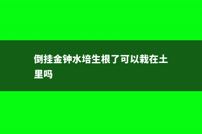 倒挂金钟水培生根方法 (倒挂金钟水培生根了可以栽在土里吗)