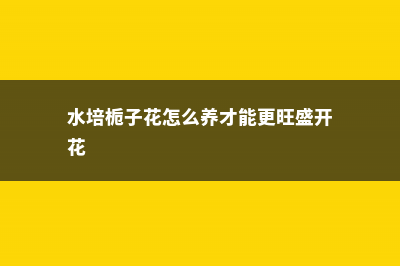 水培栀子花怎么养 (水培栀子花怎么养才能更旺盛开花)