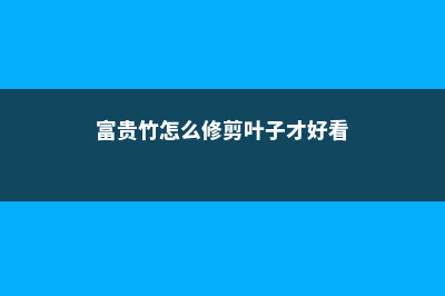 富贵竹怎么修剪 (富贵竹怎么修剪叶子才好看)