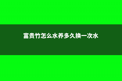 富贵竹怎么水养才旺盛 (富贵竹怎么水养多久换一次水)