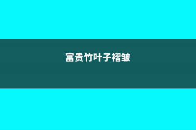 富贵竹叶子卷边怎么办 (富贵竹叶子褶皱)