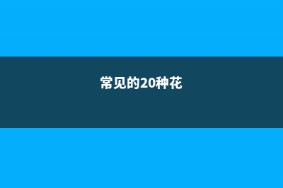 8种常见花赶紧扦插，100%活！ (常见的20种花)