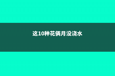 这10种花俩月没浇水，竟然越长越猛！ (这10种花俩月没浇水)