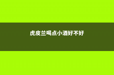 虎皮兰喝点小酒肉汤，一长就是2米高，拦都拦不住！ (虎皮兰喝点小酒好不好)