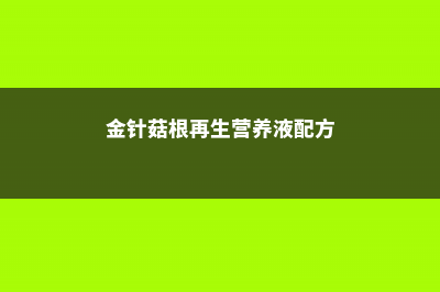 金针菇根可以再生吗 (金针菇根再生营养液配方)