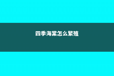 海棠怎么繁殖 (四季海棠怎么繁殖)