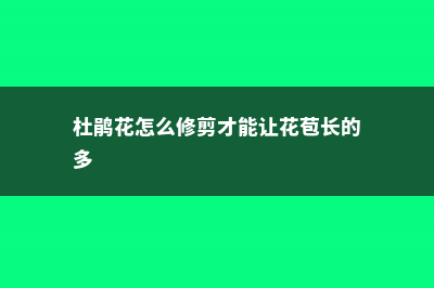 杜鹃花怎么修剪 (杜鹃花怎么修剪才能让花苞长的多)