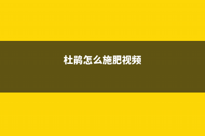 杜鹃怎么施肥 (杜鹃怎么施肥视频)