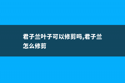 君子兰怎么修剪 (君子兰叶子可以修剪吗,君子兰怎么修剪)