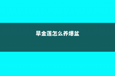 旱金莲如何保持株型低矮 (旱金莲怎么养爆盆)