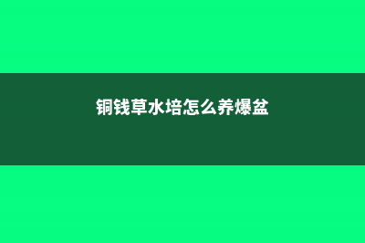 铜钱草水培怎么固定根 (铜钱草水培怎么养爆盆)