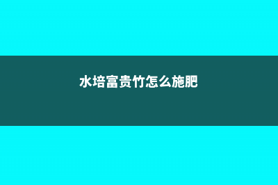 水培富贵竹怎么繁殖 (水培富贵竹怎么施肥)