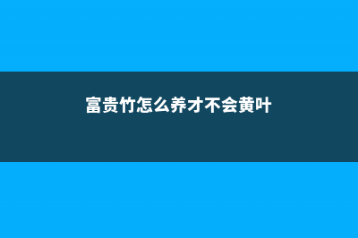 富贵竹怎么土养 (富贵竹怎么养才不会黄叶)