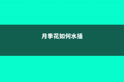 月季水插的快速生根法 (月季花如何水插)