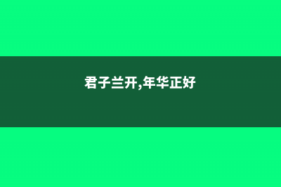 他的君子兰年年开花，连结10个果，到底咋养的？ (君子兰开,年华正好)