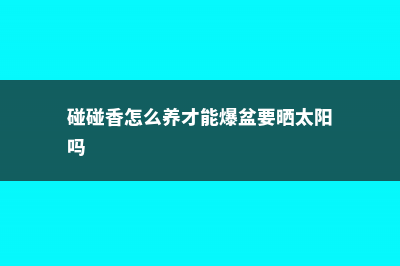 碰碰香怎么养 (碰碰香怎么养才能爆盆要晒太阳吗)