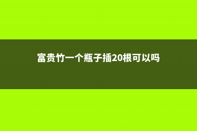 富贵竹一个瓶子放几根 (富贵竹一个瓶子插20根可以吗)