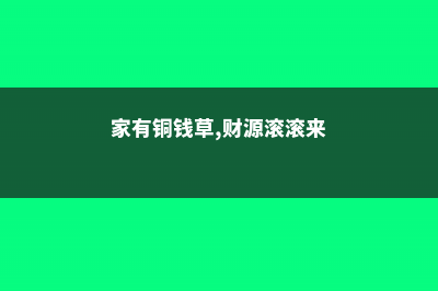 他家的铜钱草竟能养成瀑布，叶子比8个硬币还大，每年丢掉几十斤！ (家有铜钱草,财源滚滚来)