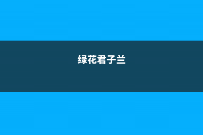 绿萝君子兰···从烂根到爆盆，就差这2步！ (绿花君子兰)