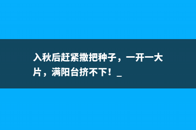 入秋后赶紧撒把种子，一开一大片，满阳台挤不下！ 