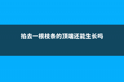 掐根枝沾点水，大白根蹭蹭长，这花太好养了！ (掐去一根枝条的顶端还能生长吗)