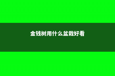 金钱树用什么花盆最好 (金钱树用什么盆栽好看)