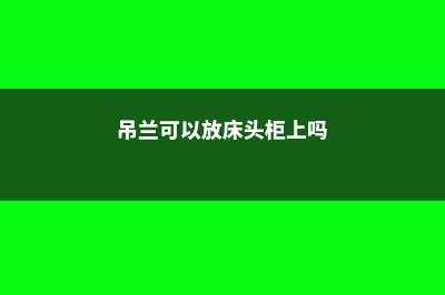 吊兰可以放床头吗 (吊兰可以放床头柜上吗)