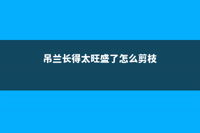 吊兰太茂盛了怎么修剪 (吊兰长得太旺盛了怎么剪枝)